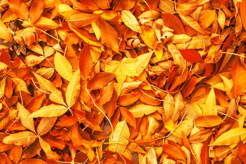 осень, листья, листопад, оранжевые