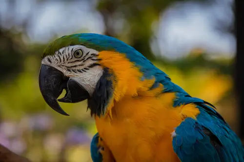 попугай, ара, птица, птицы, голубые, желтые, зеленые